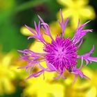 Wiesen-Flockenblume (Centaurea jacea)