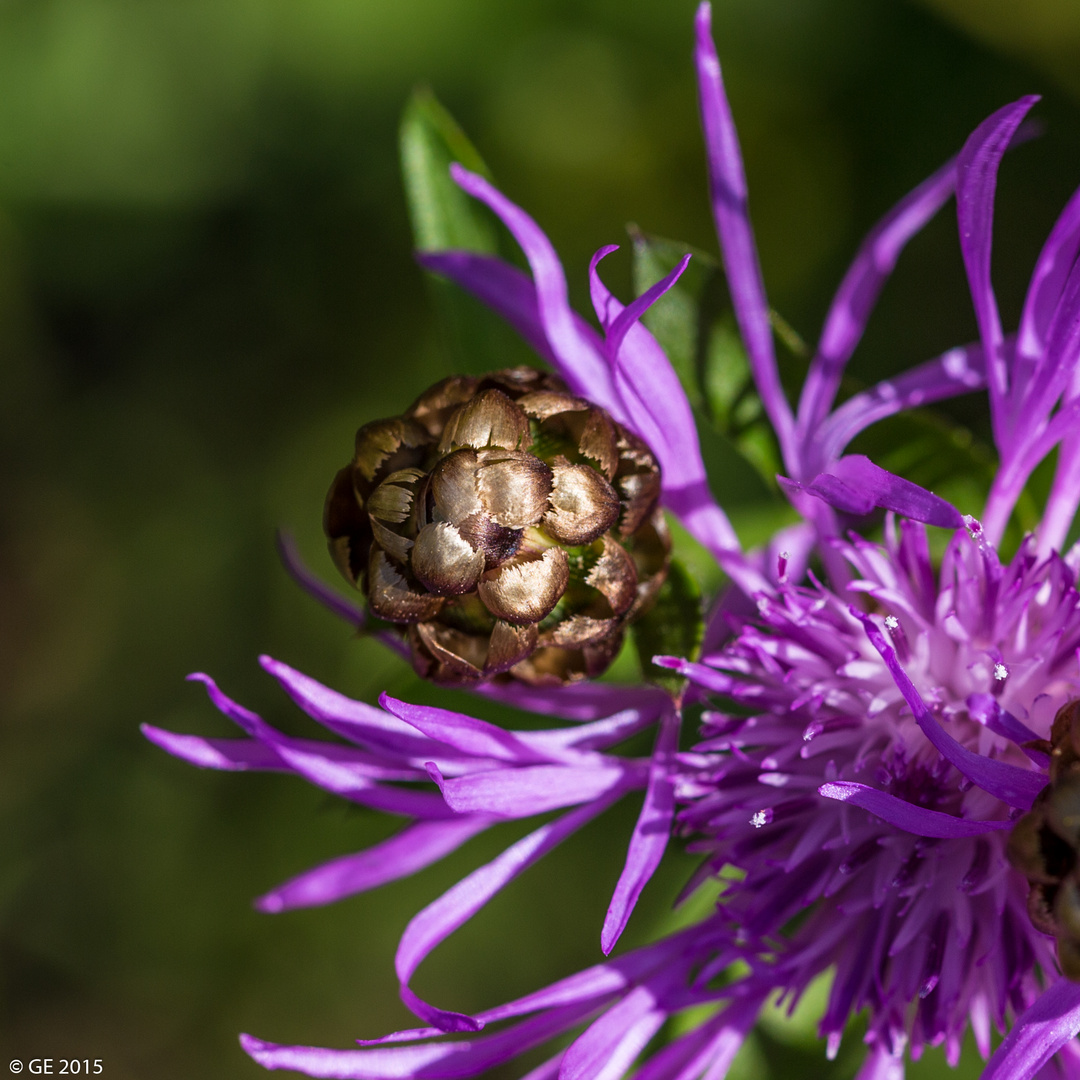 Wiesen Flockenblume (Centaurea jacea)