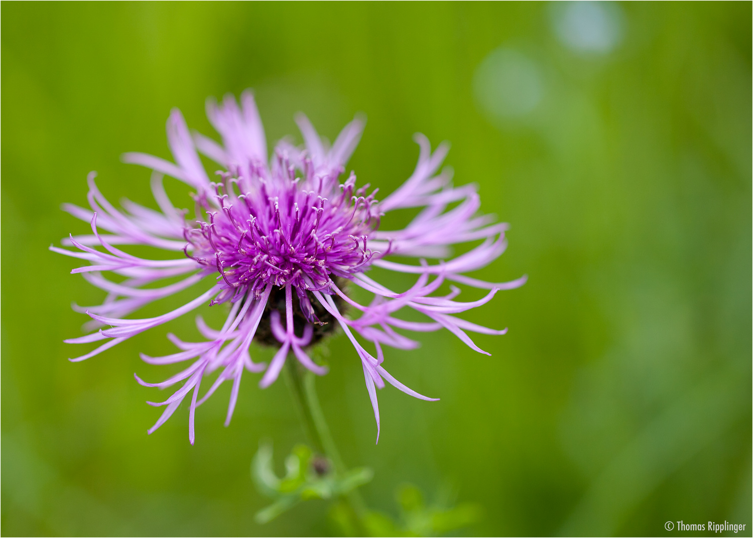 Wiesen-Flockenblume (Centaurea jacea)