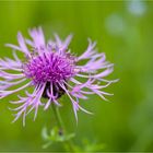 Wiesen-Flockenblume (Centaurea jacea)