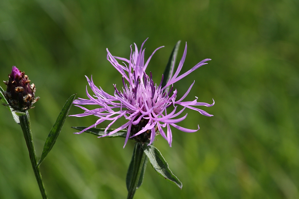 Wiesen-Flockenblume (Centaurea jacea)