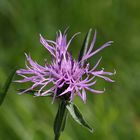 Wiesen-Flockenblume (Centaurea jacea)