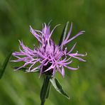 Wiesen-Flockenblume (Centaurea jacea)