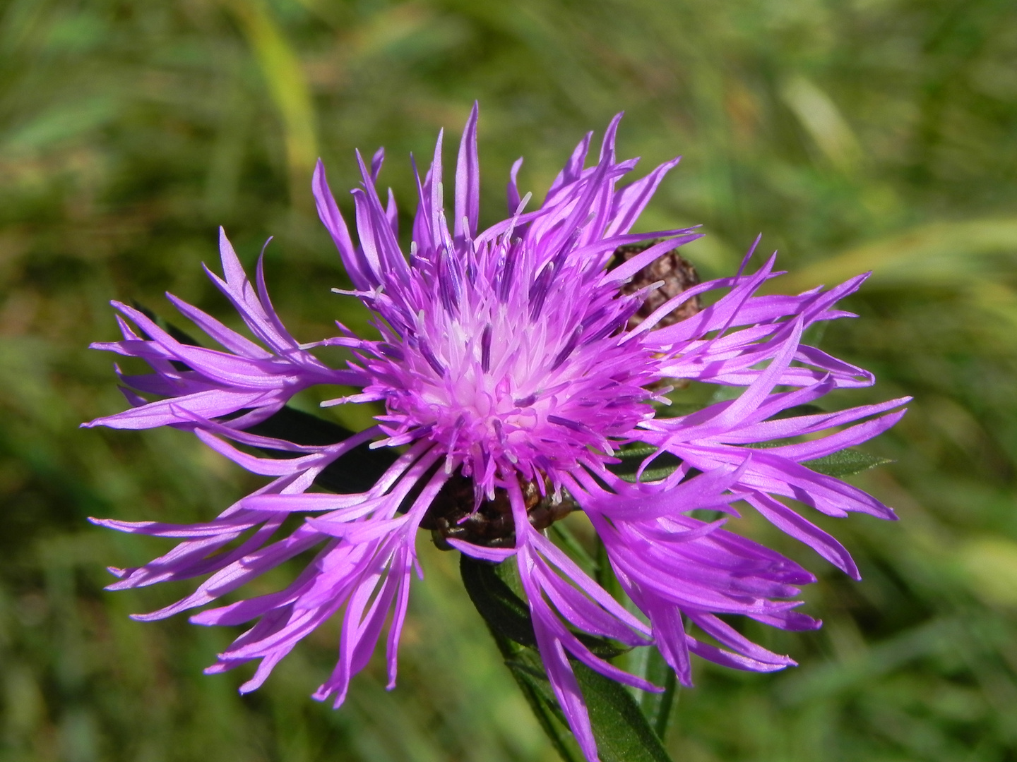 Wiesen- Flockenblume (Centaurea jacea). Sie zeigt ihre ganze Schönheit.