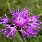 Wiesen- Flockenblume (Centaurea jacea). Sie zeigt ihre ganze Schönheit.