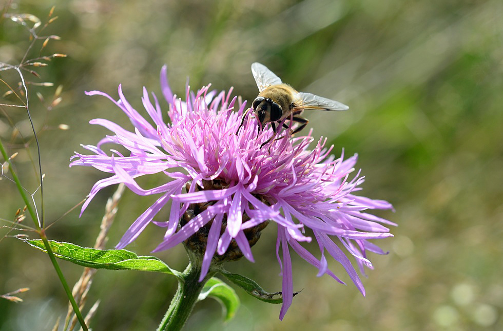 Wiesen-Flockenblume