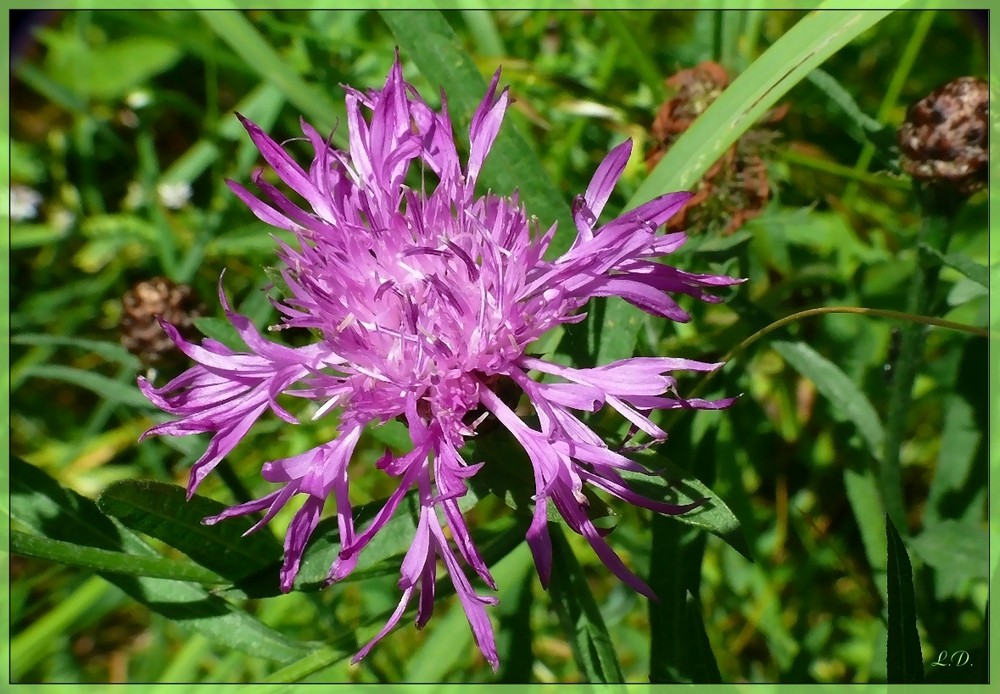 Wiesen Flockenblume