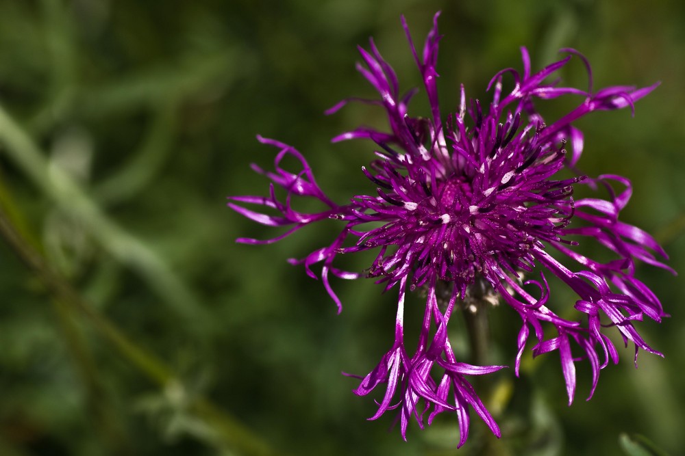 Wiesen - Flockenblume