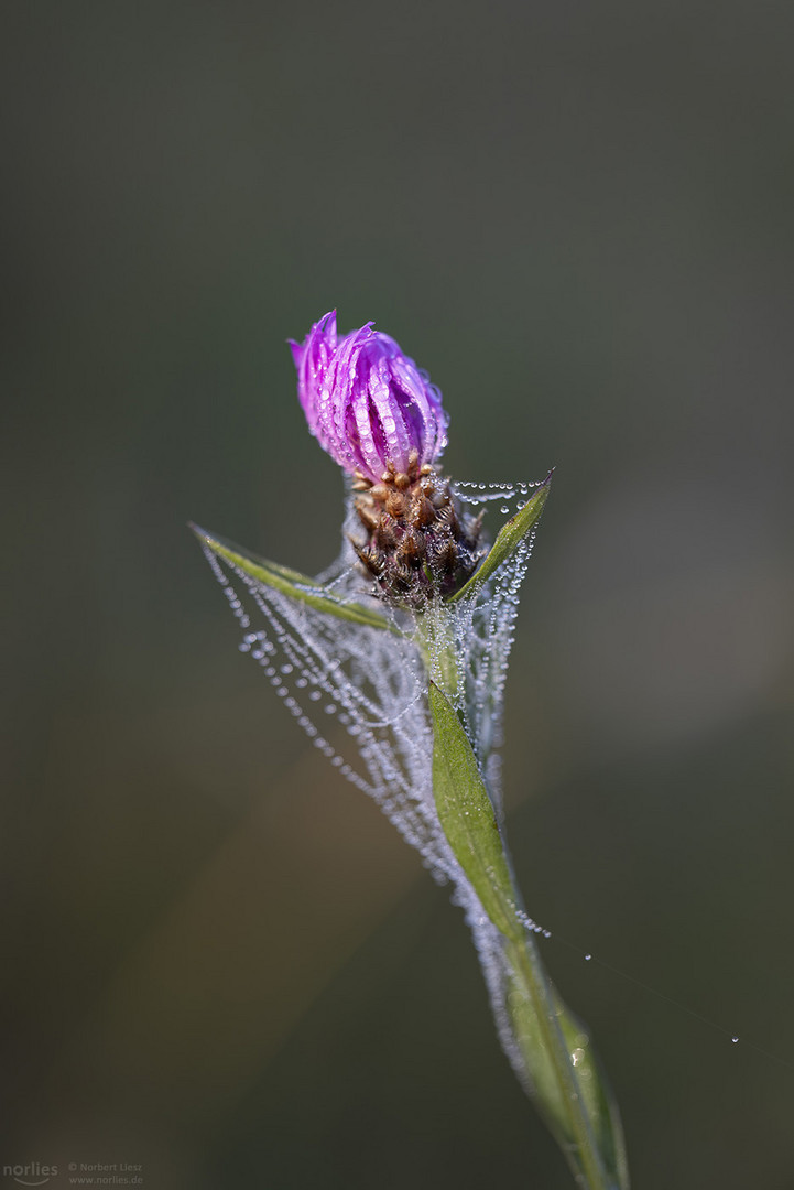 Wiesen-Flockenblume im Spinnennetz