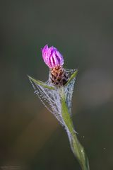 Wiesen-Flockenblume im Spinnennetz