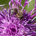 Wiesen Flockenblume mit Biene