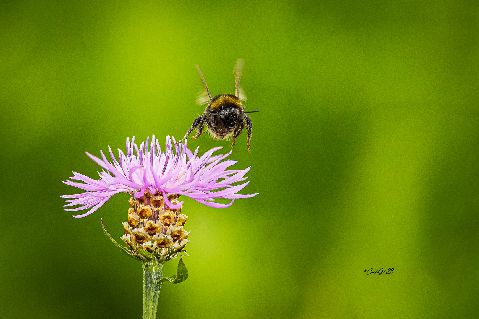 Wiesen-Flockenblume und ihr Besucher