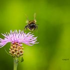 Wiesen-Flockenblume und ihr Besucher