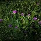 Wiesen-Flockenblumen 