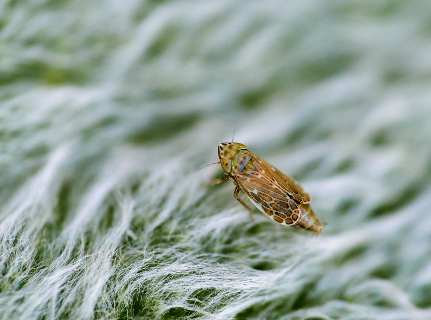 Wiesen Flohzirpe (Deltocephalus pulicaris)