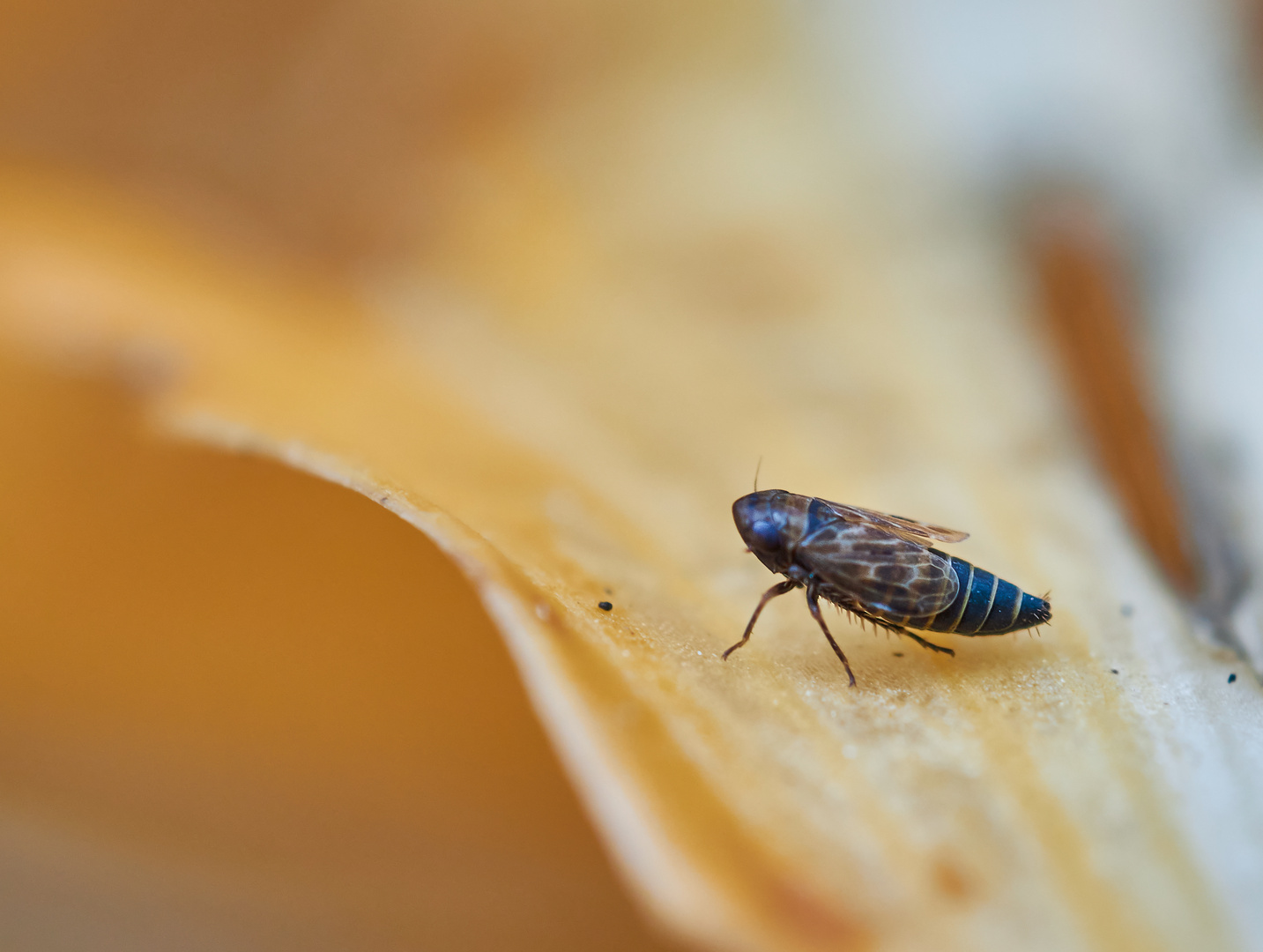 Wiesen-Flohzirpe (Deltocephalus pulicaris)