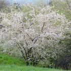 Wiesen-Frühling