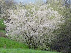 Wiesen-Frühling