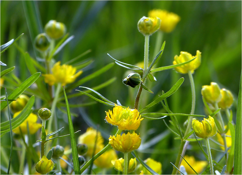 Wiesen-Frühling**