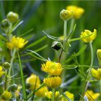 Wiesen-Frühling**