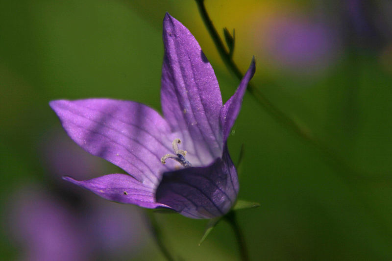 Wiesen-Glockenblume