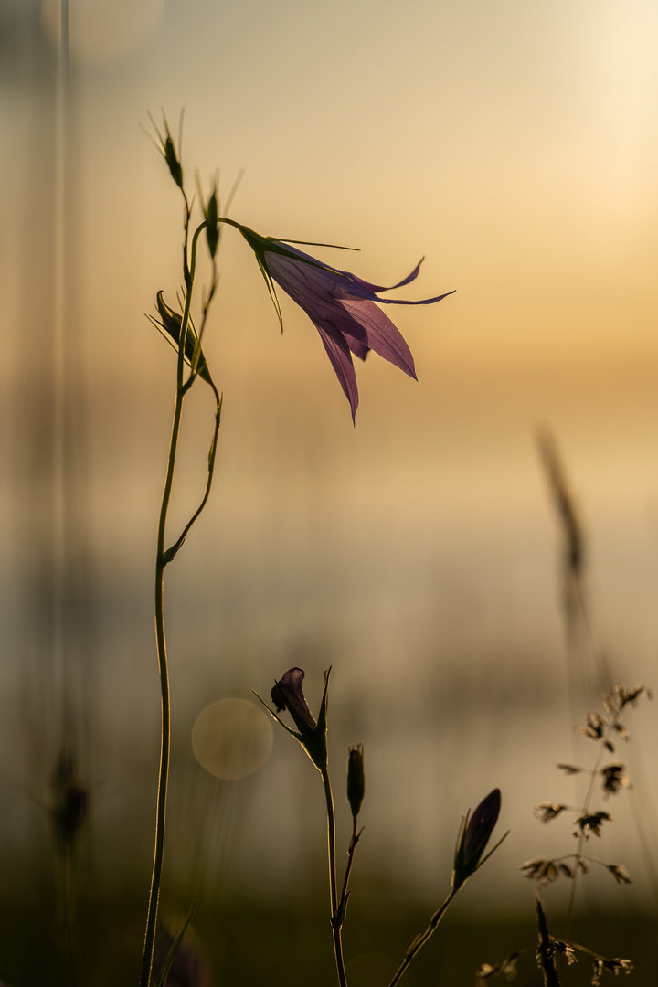 Wiesen-Glockenblume