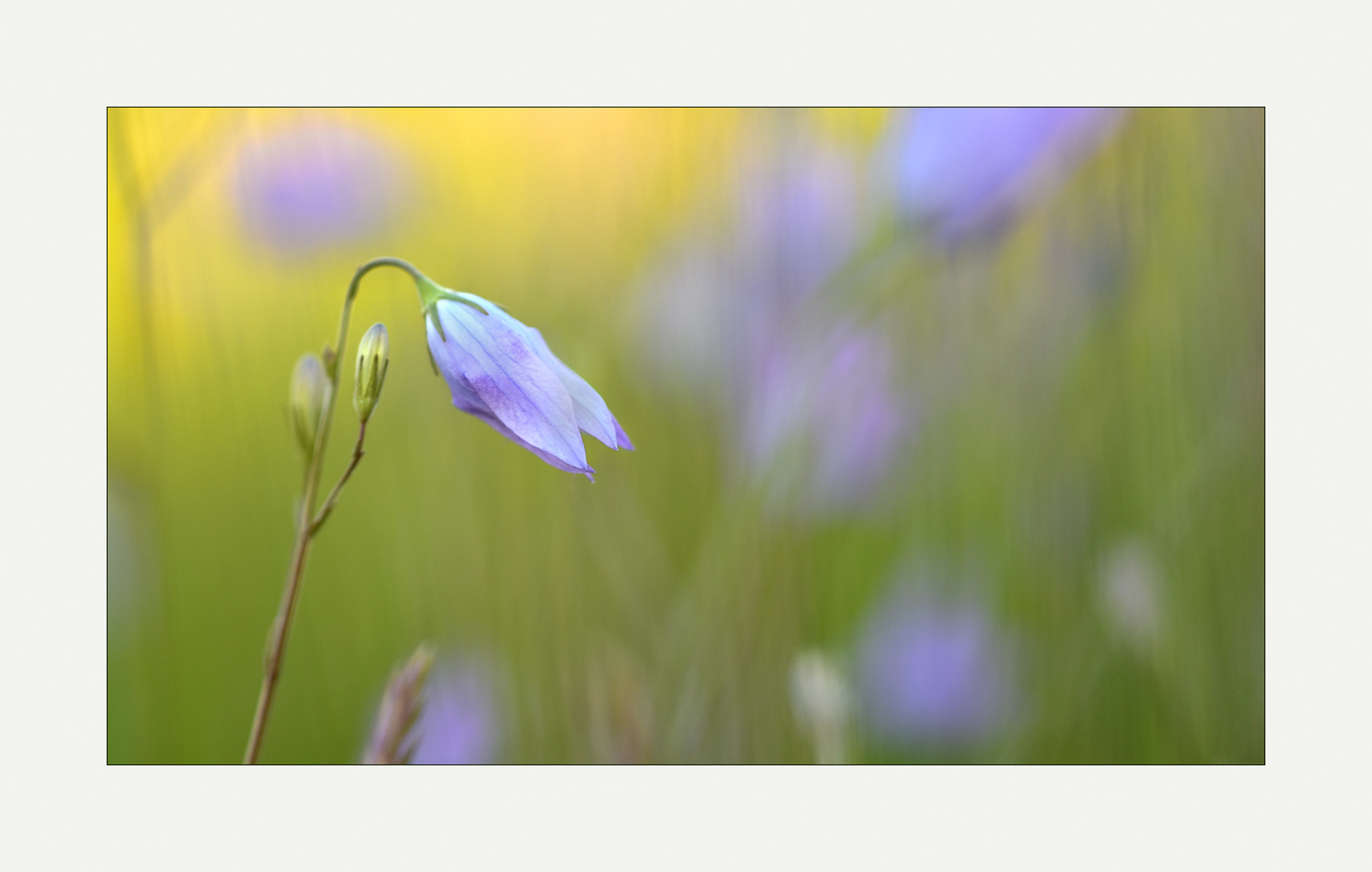 Wiesen - Glockenblume