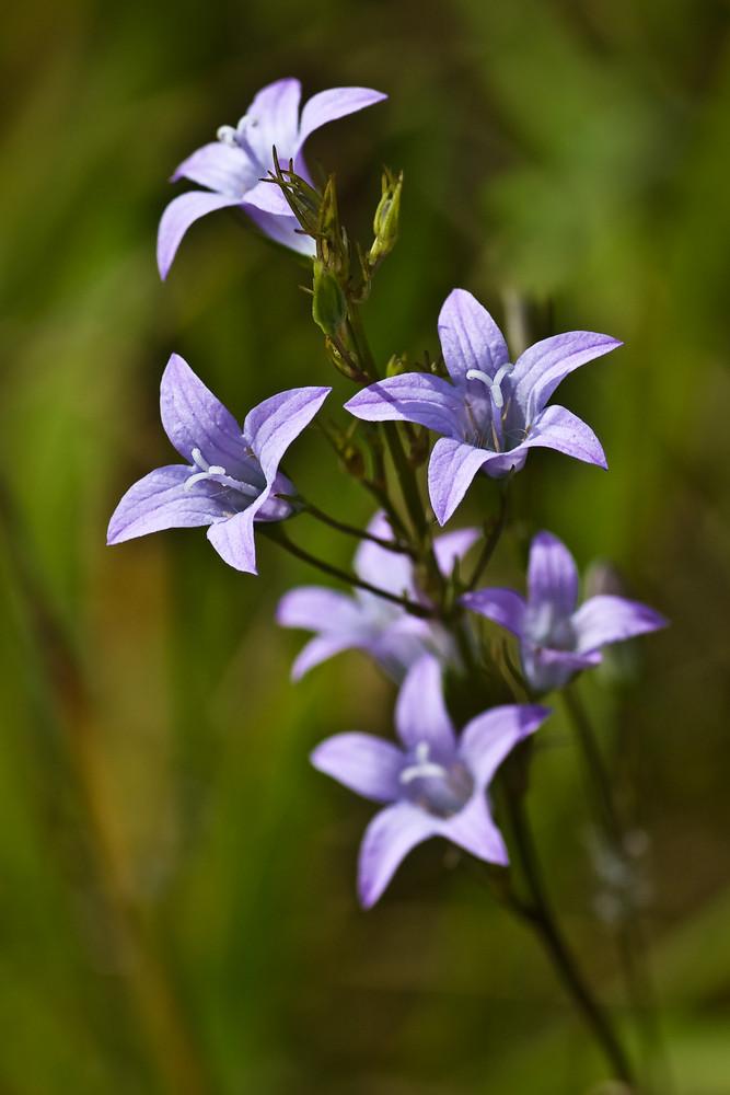 Wiesen-Glockenblume