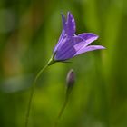 Wiesen Glockenblume