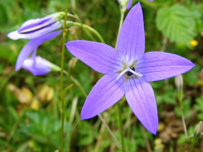 Wiesen-Glockenblume