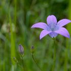 Wiesen-Glockenblume