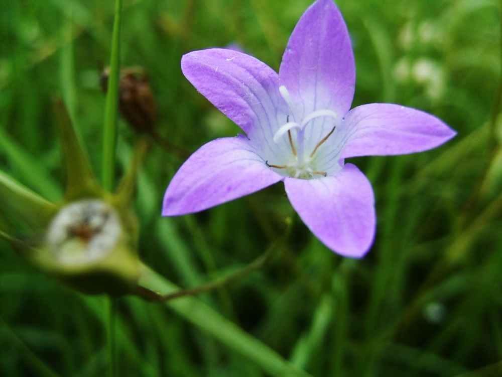 Wiesen-Glockenblume