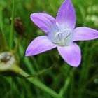 Wiesen-Glockenblume