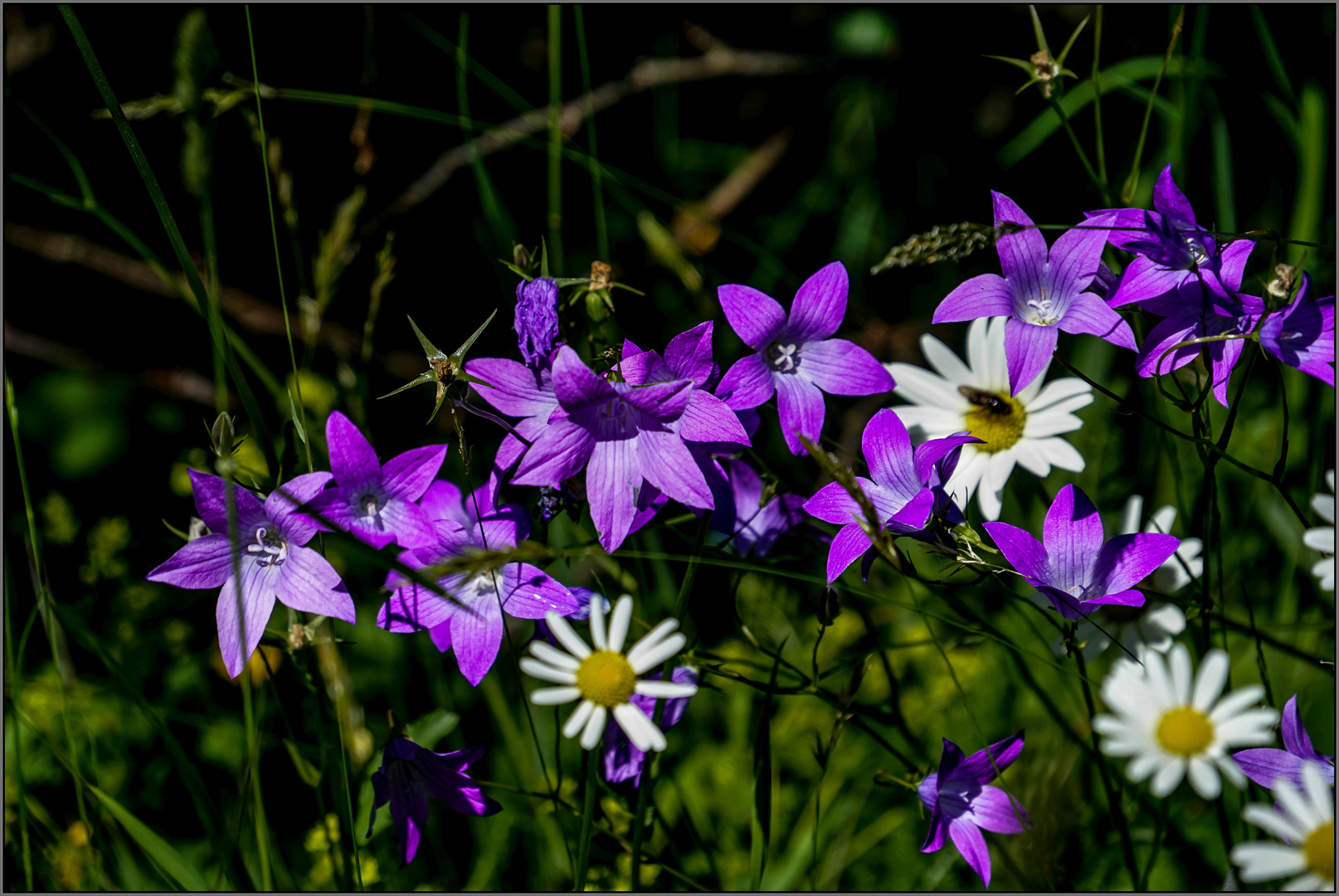 Wiesen - Glockenblume