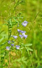 Wiesen-Glockenblume