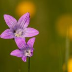 Wiesen-Glockenblume