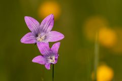 Wiesen-Glockenblume