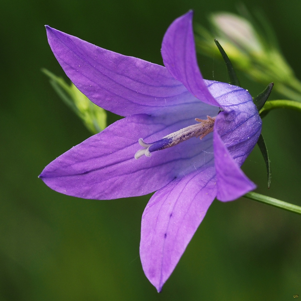 WiesenGlockenblume (Campanula patula) Foto & Bild pflanzen, pilze