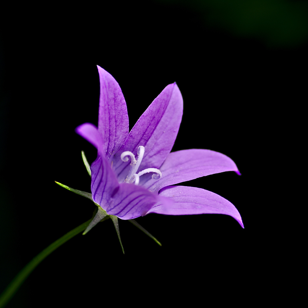 Wiesen-Glockenblume (Campanula patula)