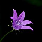 Wiesen-Glockenblume (Campanula patula)