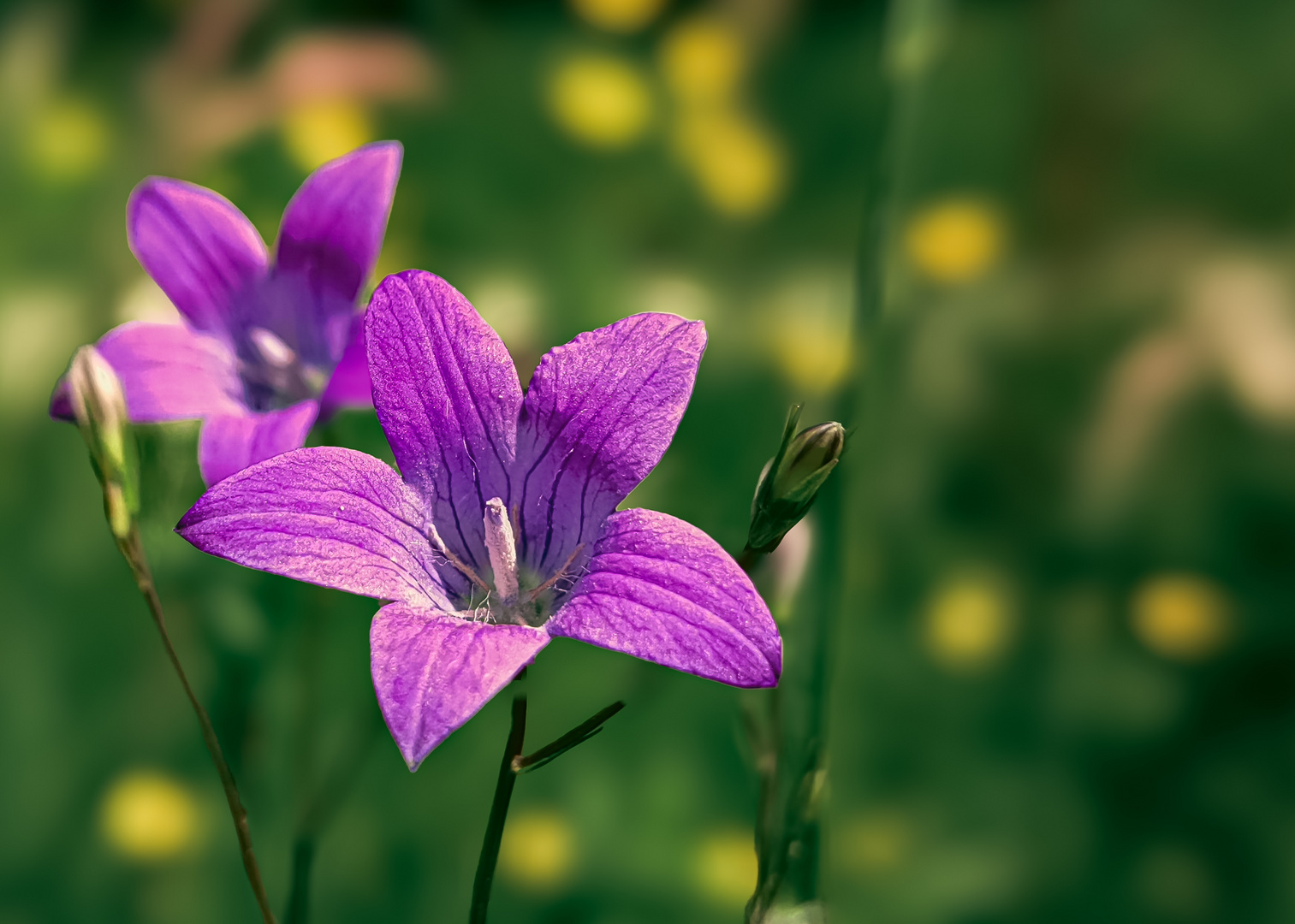 Wiesen-glockenblume Campanula patula