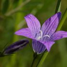 Wiesen-Glockenblume