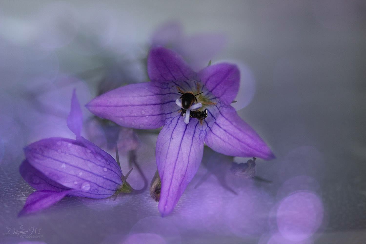 Wiesen - Glockenblume 