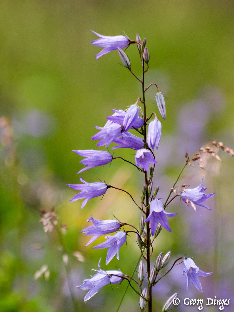 Wiesen-Glockenblume mehrblütig 20130629  