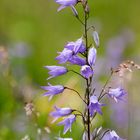 Wiesen-Glockenblume mehrblütig 20130629  