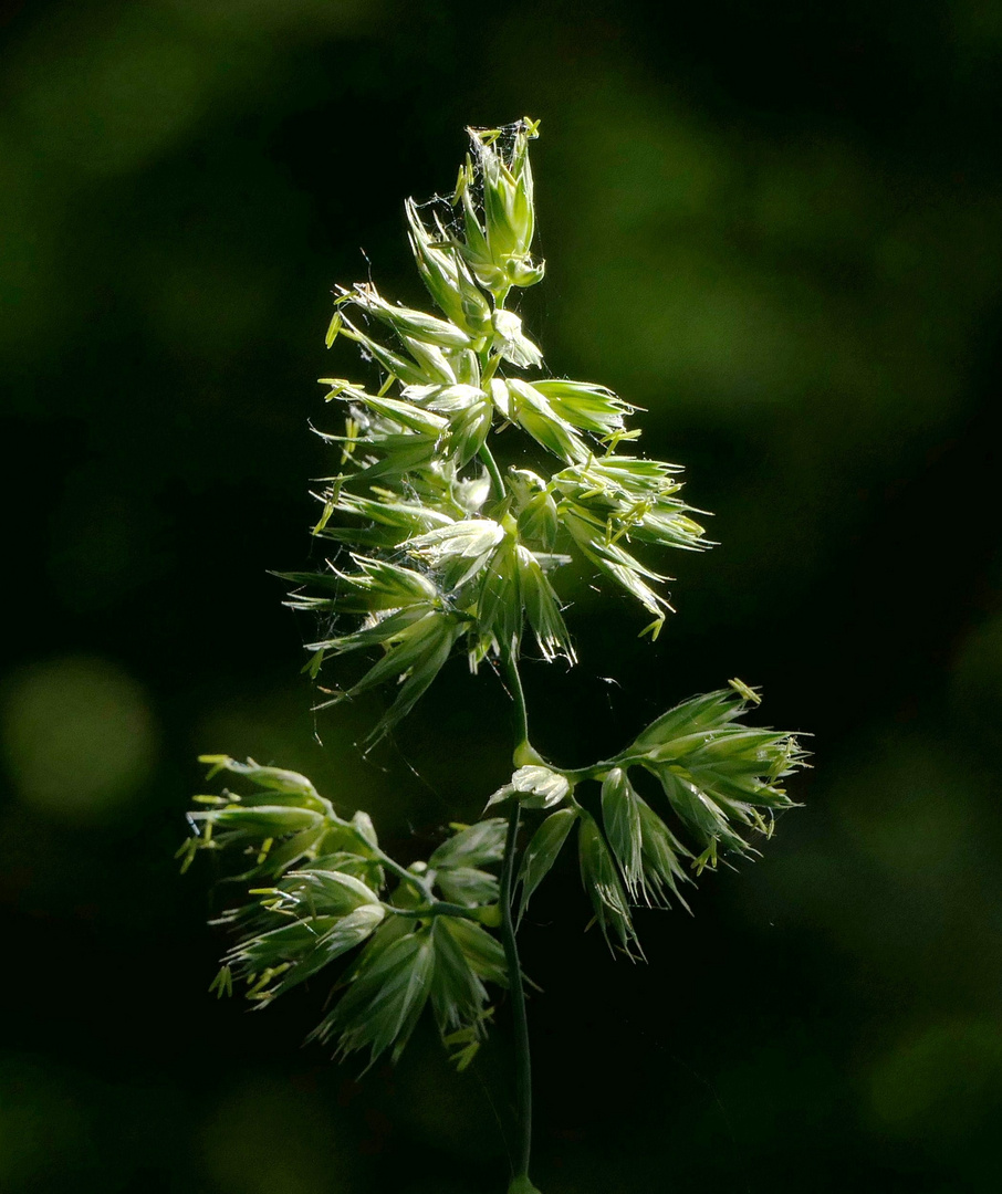 Wiesen-Goldhafer (Trisetum flavescens)