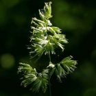 Wiesen-Goldhafer (Trisetum flavescens)