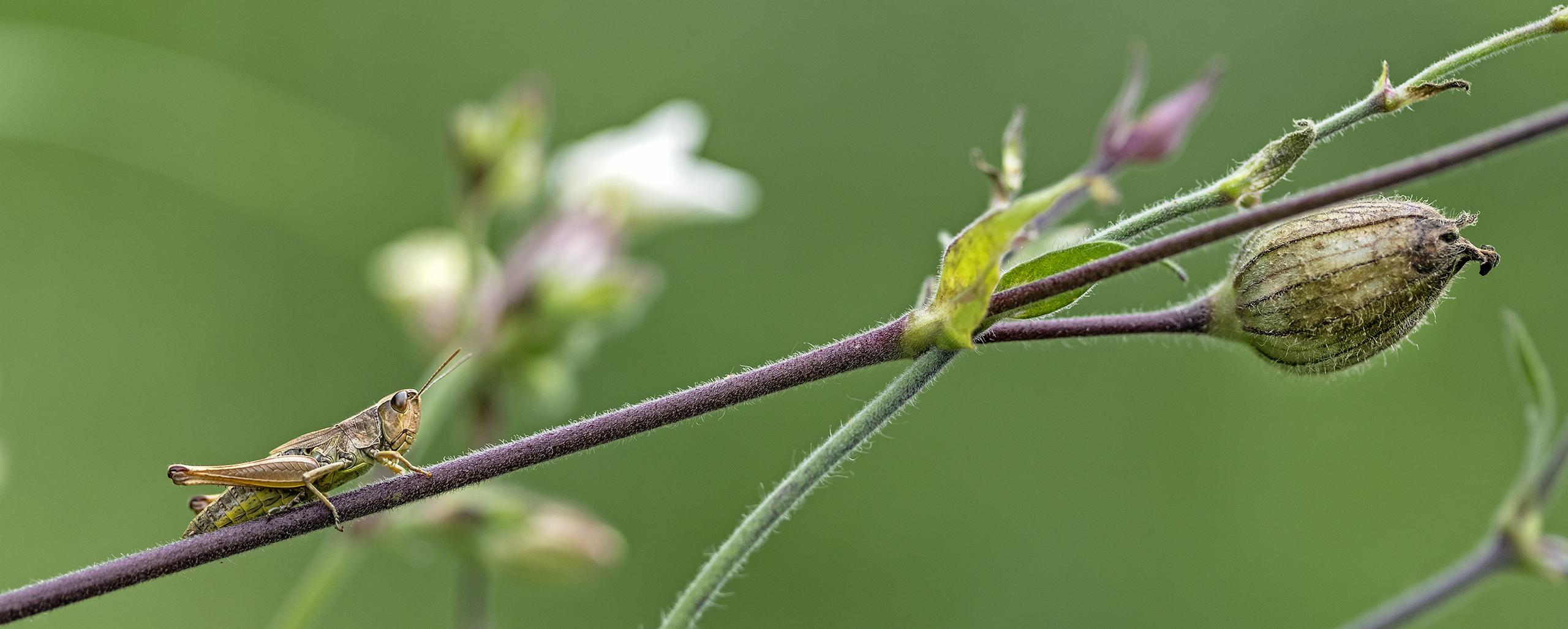 WIESEN-GRASHÜPFER