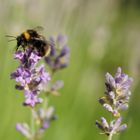 Wiesen-Hummel auf Lavendel