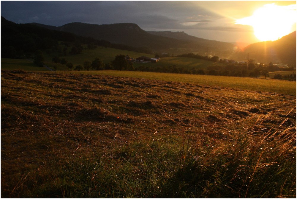 Wiesen im Abendlicht